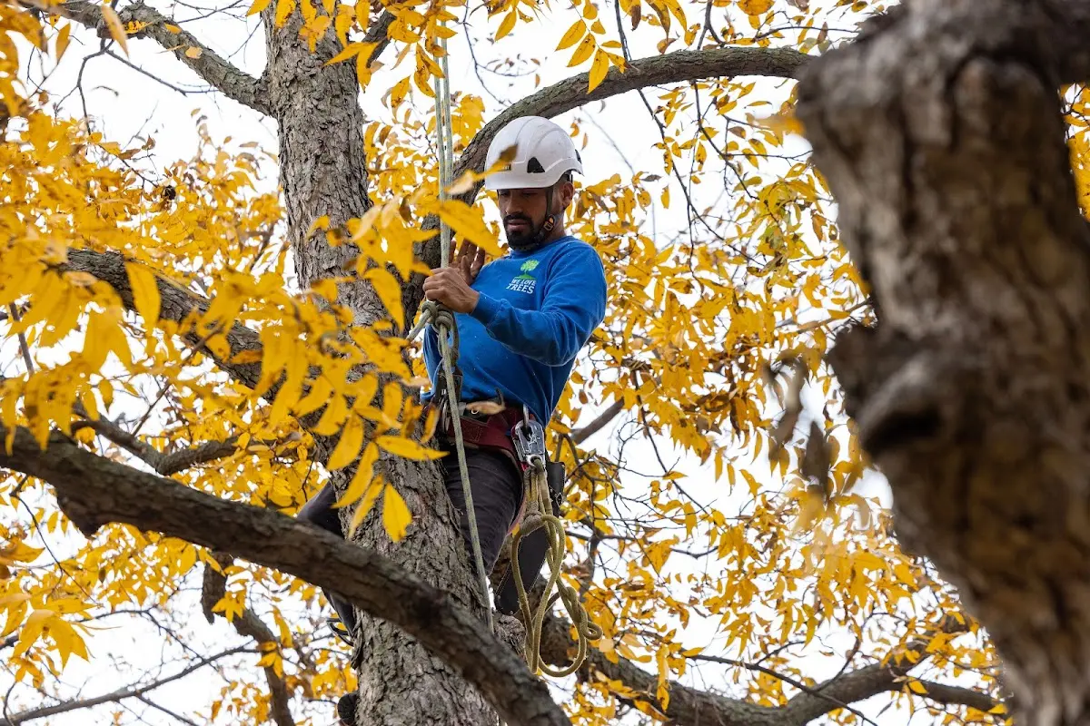 Skilled Tree Trimming crew working in Gattman