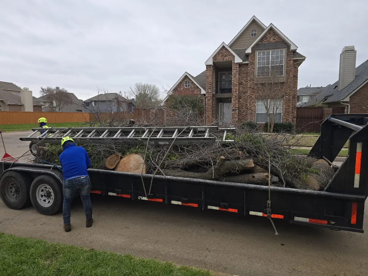 Expert Tree Pest Control with proper safety equipment in Gattman